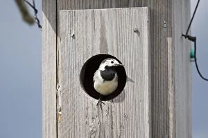 Images Dated 1st June 2014: White Wagtail at the entrance of the nest-box