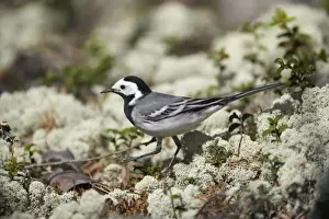 Wagtails Prints: White Wagtail - Hunting for insects on Forest Floor Motacilla alba alba Finland BI014362