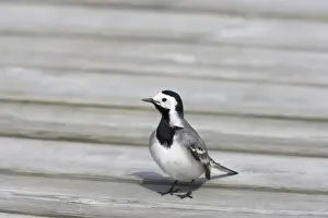 Wagtails Prints: White Wagtail Motacilla alba alba Finland BI014375
