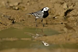 Images Dated 16th May 2006: White Wagtail standing in rain puddle with reflection Croatia