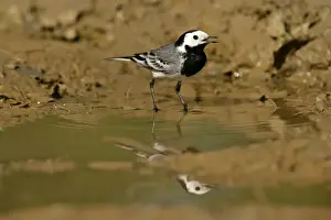 Thirst Prints: White Wagtail standing in rain puddle with reflection Croatia