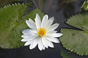 Waterlily Prints: White waterlily. Bali - Indonesia