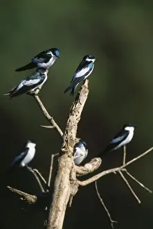 White-wiged Swallow