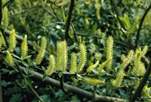 Willows Prints: White Willow - in flower