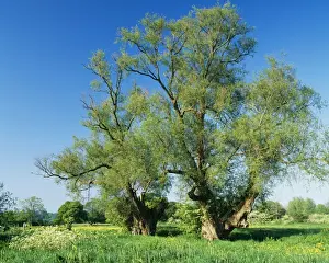 Pollard Prints: White Willow Tree ROG 10195 Ancient Pollarded Willows