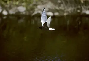 Lesvos Prints: White-Winged Black Tern - In Flight Lesbos, Greece BI006275