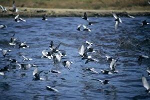 White-winged Black Terns - in flight