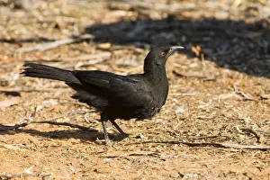 Choughs Prints: White-winged Chough In Hattah Kulkyne National Park, Victoria, Australia