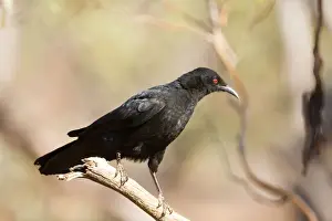 White-winged Chough In Hattah Kulkyne National Park, Victoria, Australia