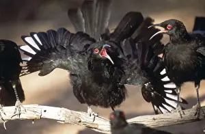 Flapping Prints: White-winged Chough - perform a spectacular display by waving their wings and tails while bobbing their heads