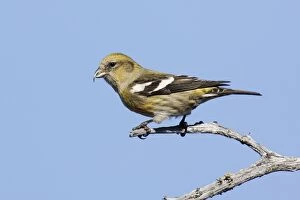 Images Dated 3rd January 2007: White-winged Crossbill