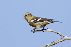Images Dated 3rd January 2007: White-winged Crossbill