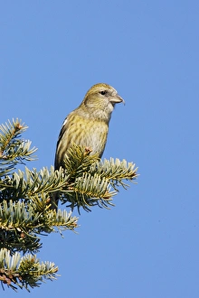 Images Dated 3rd January 2007: White-winged Crossbill