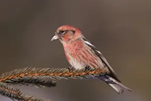 White-winged Crossbill