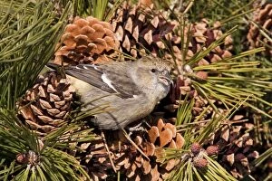 White-winged Crossbill - female feeding on pine cones
