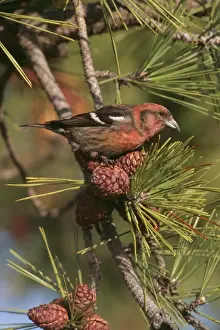 Crossbill Prints: White Winged Crossbill JZ 777 Male hammonasset state Park