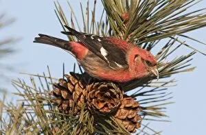 White Winged Gallery: White-winged Crossbill - male feeding on pine cones