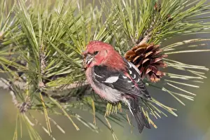White-winged Crossbill - male feeding on pine cones - January - MA - USA