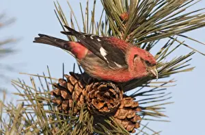 Crossbill Prints: White-winged Crossbill - male feeding on pine cones - January - MA - USA