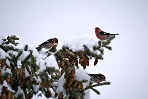 White-winged Crossbills feeding seeds from spruce cones