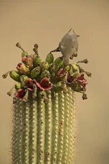 Images Dated 24th June 2006: White-winged Dove - Arizona, USA - Feeding on saguaro fruits - Range is extreme southern United