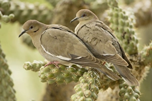 Images Dated 23rd May 2008: White-winged Dove - Perched on cholla cactus