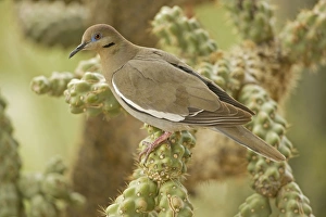 Images Dated 23rd May 2008: White-winged Dove - Perched on cholla cactus