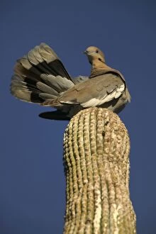 White-winged Dove - Perched on saguaro cactus
