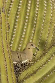 White-winged Dove - Sitting on the nest which is