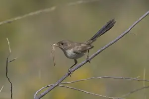 White-winged Fairy-wren At Lajamanu an aboriginal settlement on the northern edge of the Tanami Desert. Northern Territory, Australia. Found throughout most of the interior of Australia reaching the coast only in the west