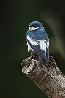 White-winged Swallow, Los Llanos, Colombia