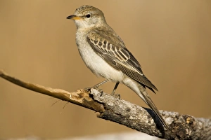 Images Dated 10th August 2006: White-winged Triller female At an overflowing cattle trough near the Gibb River Road, Kimberley