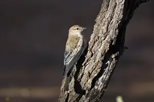 White Winged Prints: White-winged Triller - Male in eclipse plumage at Olive Pink Botanic Gardens