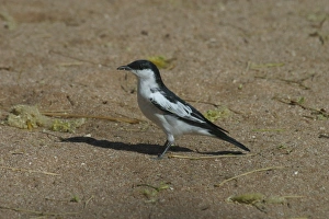 Images Dated 23rd October 2003: White-winged Triller Male Karumba, Gulf of Carpentaria, Queensland, Australia