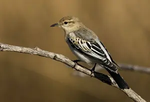 White Winged Prints: White-winged Triller - Male moulting into breeding plumage