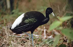 White Winged Prints: White Winged Trumpeter Bird - Amazonia, Brazil, South America