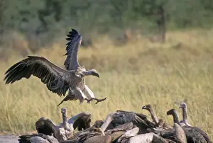 White Backed Prints: Whitebacked Vulture Botswana, Africa
