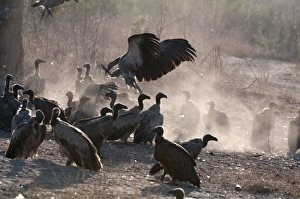 Images Dated 15th September 2009: Whitebacked Vulture - group on ground near carcass