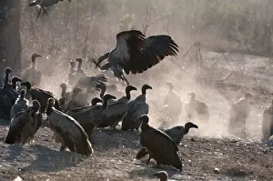 White Backed Prints: Whitebacked Vulture - group on ground near carcass - Sabi Sands Game Reserve - South Africa