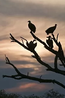 Images Dated 14th September 2009: Whitebacked Vulture - at roost against sunset - silhouette