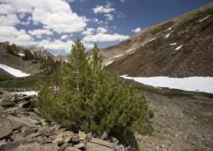 Whitebark Pines, dwarfed at high altitude (c. 12, 000 ft)