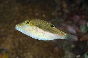 Images Dated 2nd January 2014: Whitebelly Toby at Serena Besar dive site, Lembeh