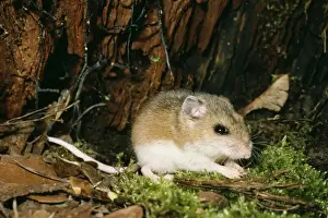 Whitefooted Deer Mouse PM 7249 USA Peromyscus © Pat Morris / ARDEA LONDON