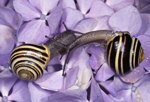 Whitelipped Banded Snail / Humbug Snail - courting pair