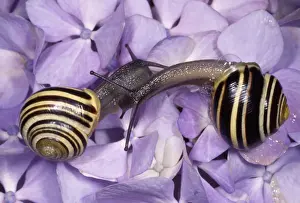 Bubbles Prints: Whitelipped Banded Snail / Humbug Snail - courting pair - UK