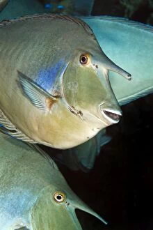 Images Dated 28th June 2010: Whitemargin Unicornfish - Red Sea