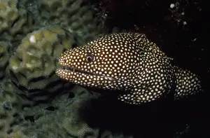 Eels Prints: Whitemouth Moray Eel Indo Pacific