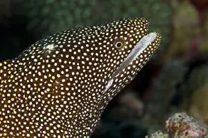 Eels Prints: Whitemouth Moray Eel - Maldives