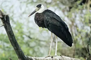 Whitenecked Stork Keoladeo National Park, India