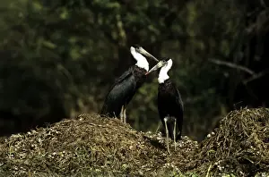 White Necked Prints: Whitenecked Stork - pair on nest mound - Keoladeo National Park - India